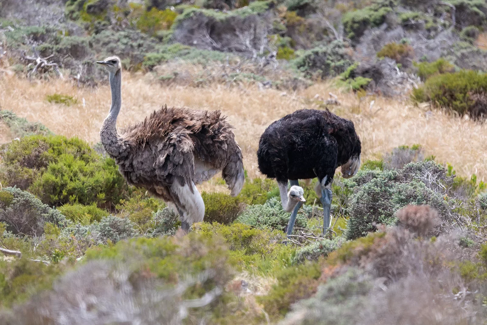 Two ostriches walk through brush