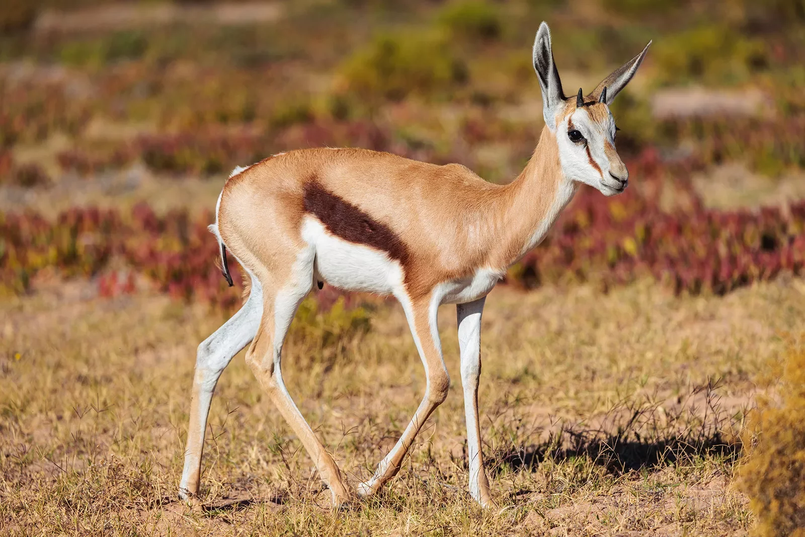 An antelope walks through a field