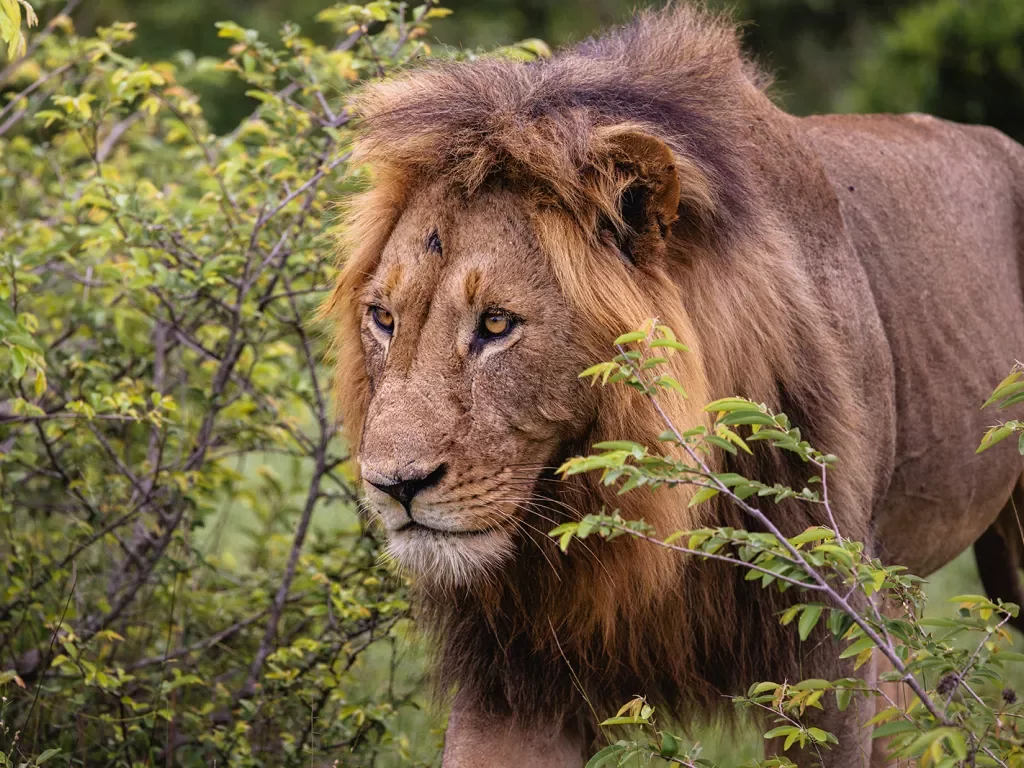 A lion walks through bushes
