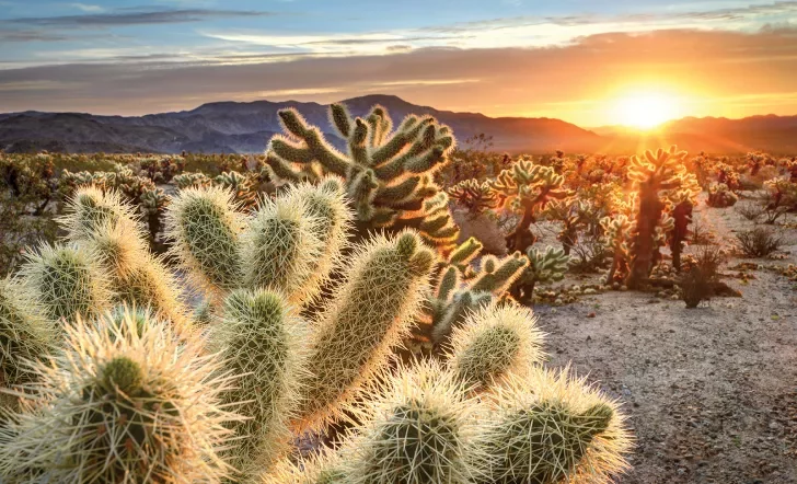 Field of cactus plants, sunset in background.