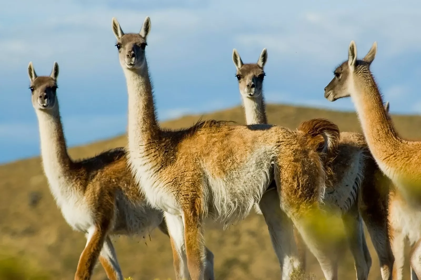 Close up shot of four llamas.