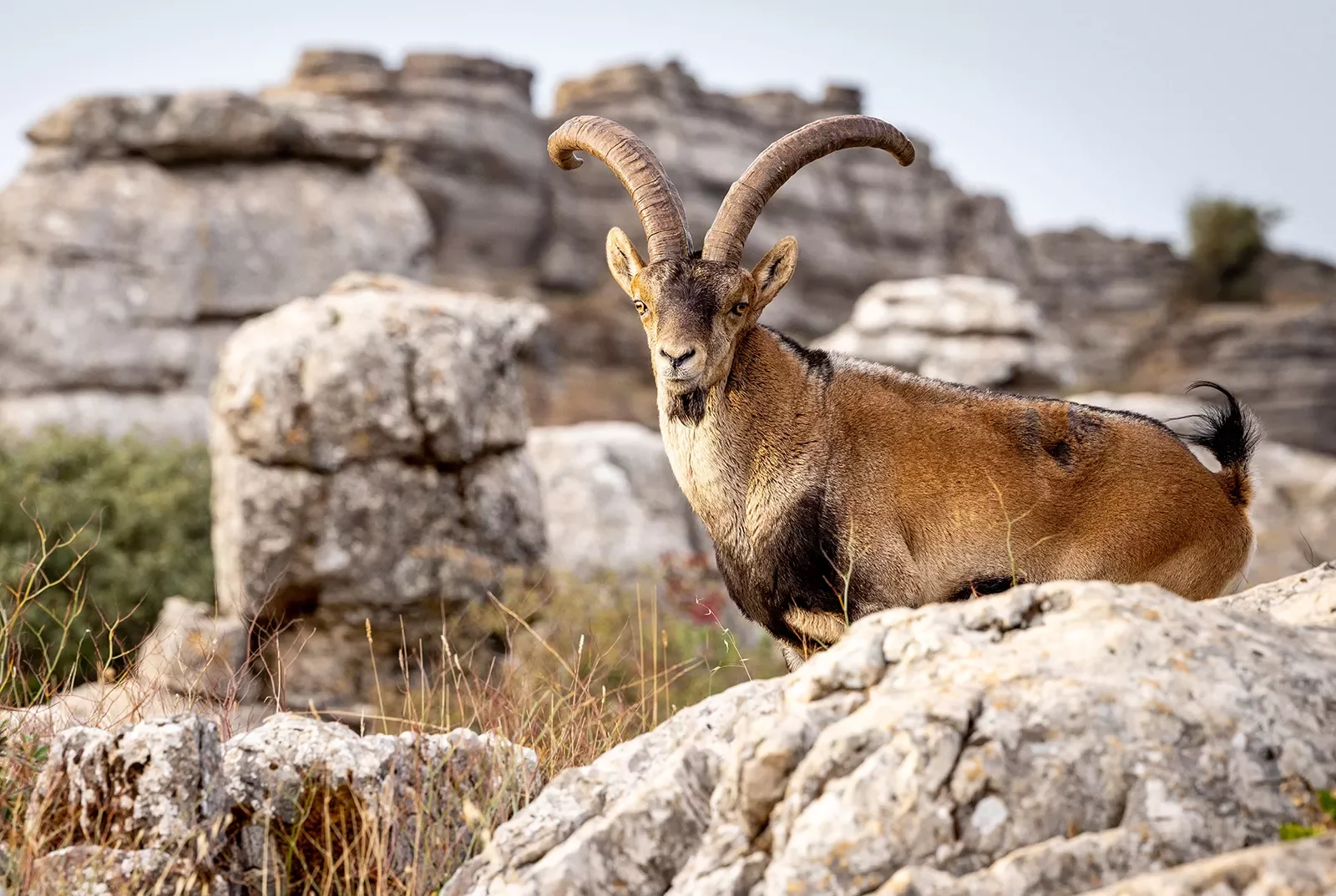 Mountain goat, Spanish Ibex in the wild.