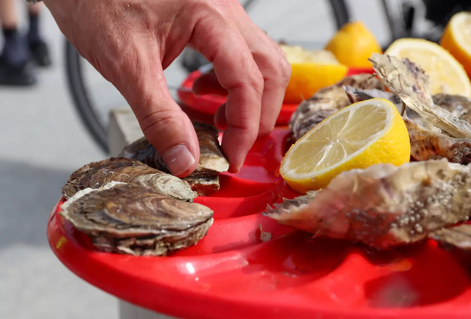 Oysters in Brittany/Normandy