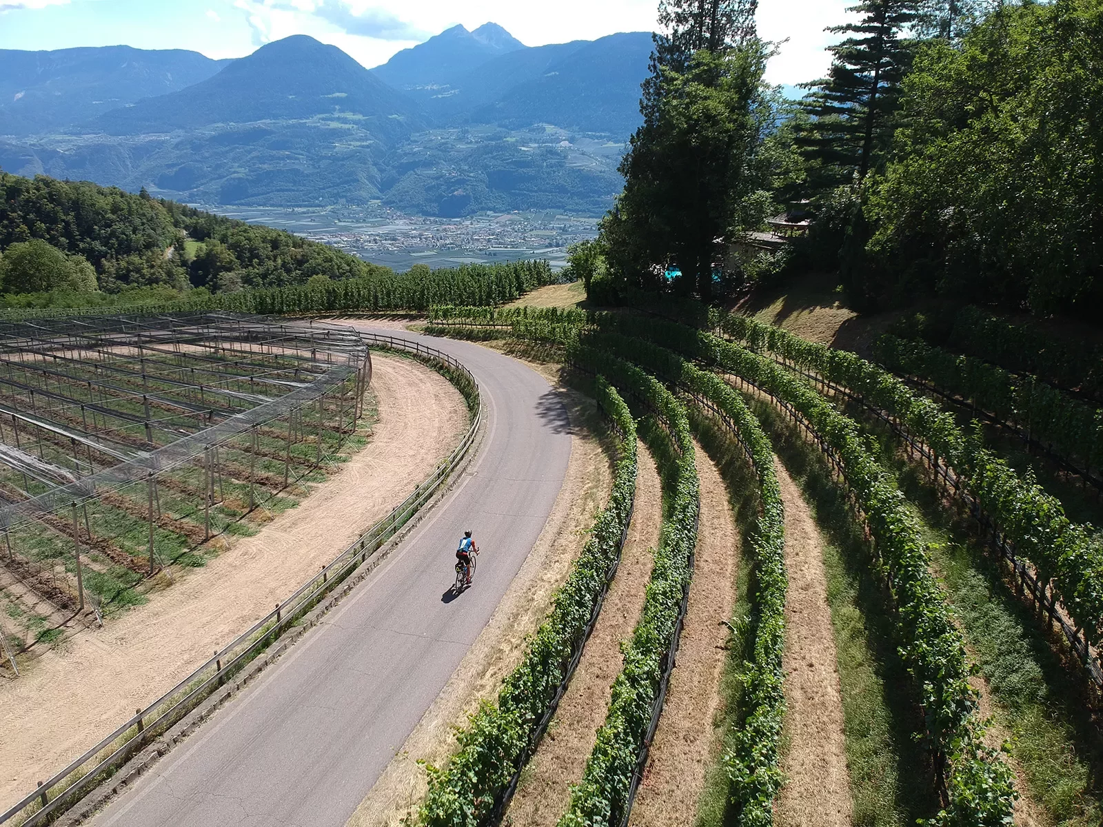 Guest cycling past rows of grape vines.