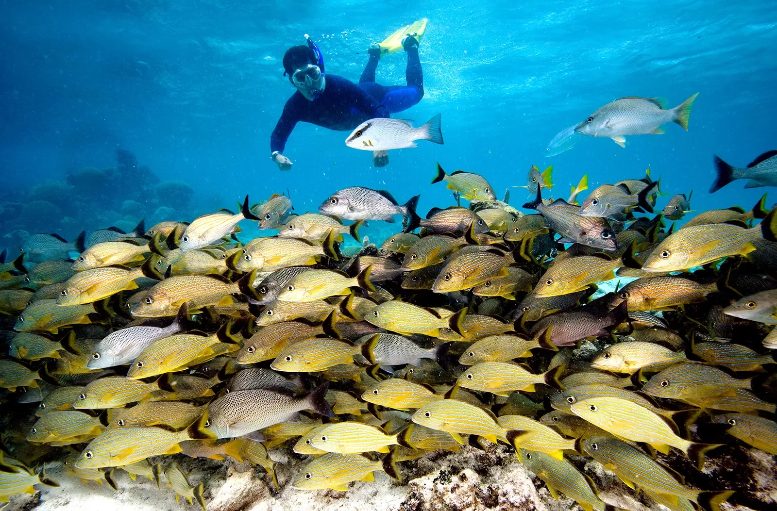 Snorkeling with a School of Fish