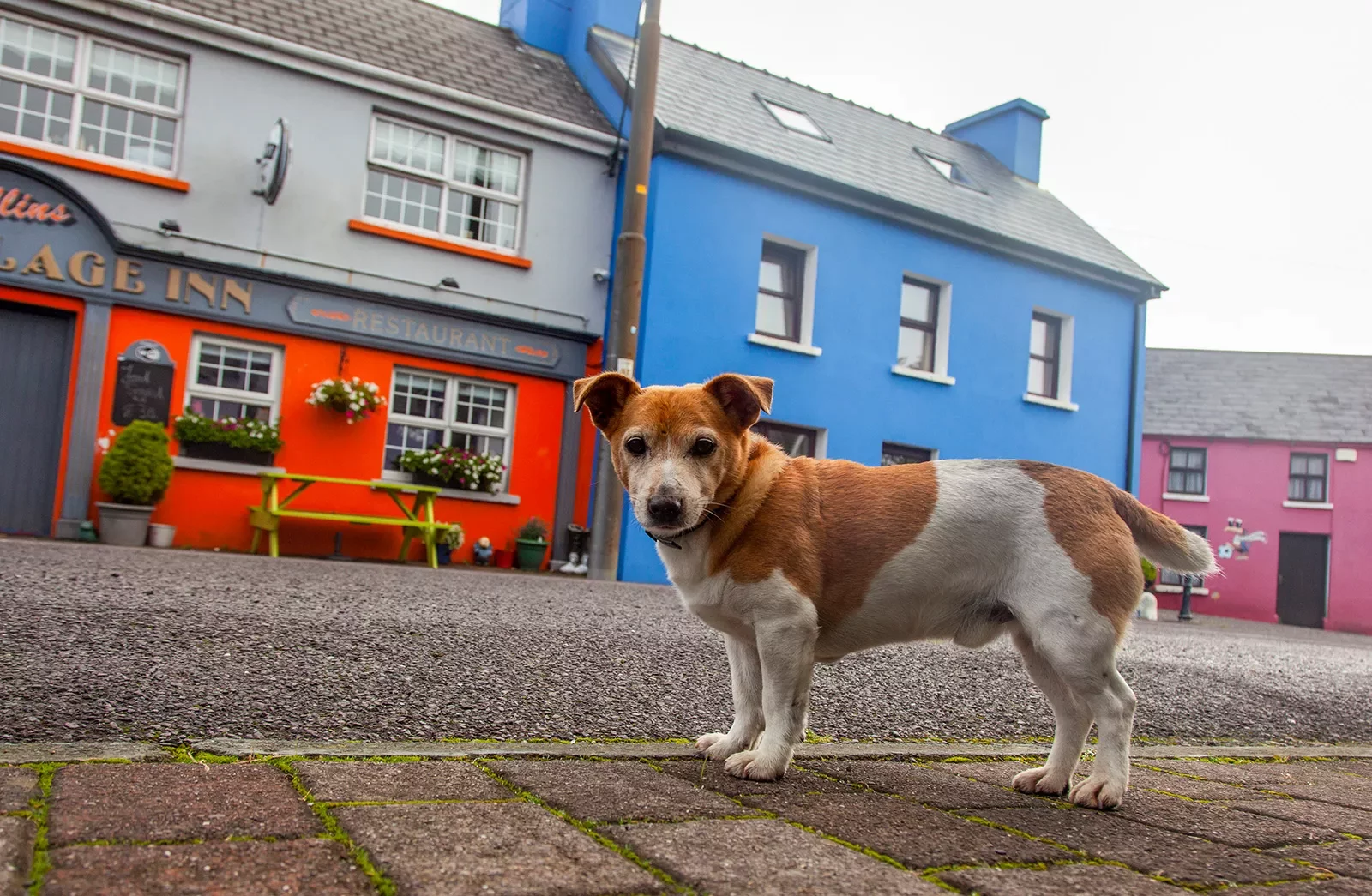 Dog in Front of Shops Ireland