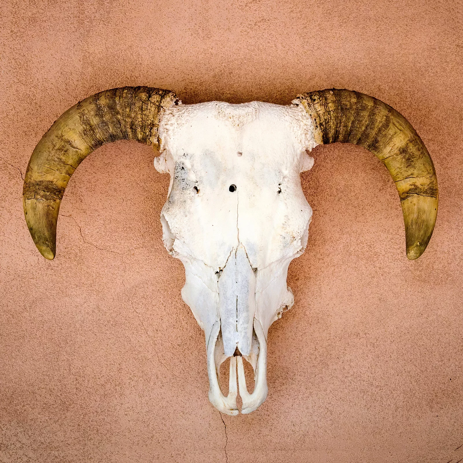 Mounted ram's skull