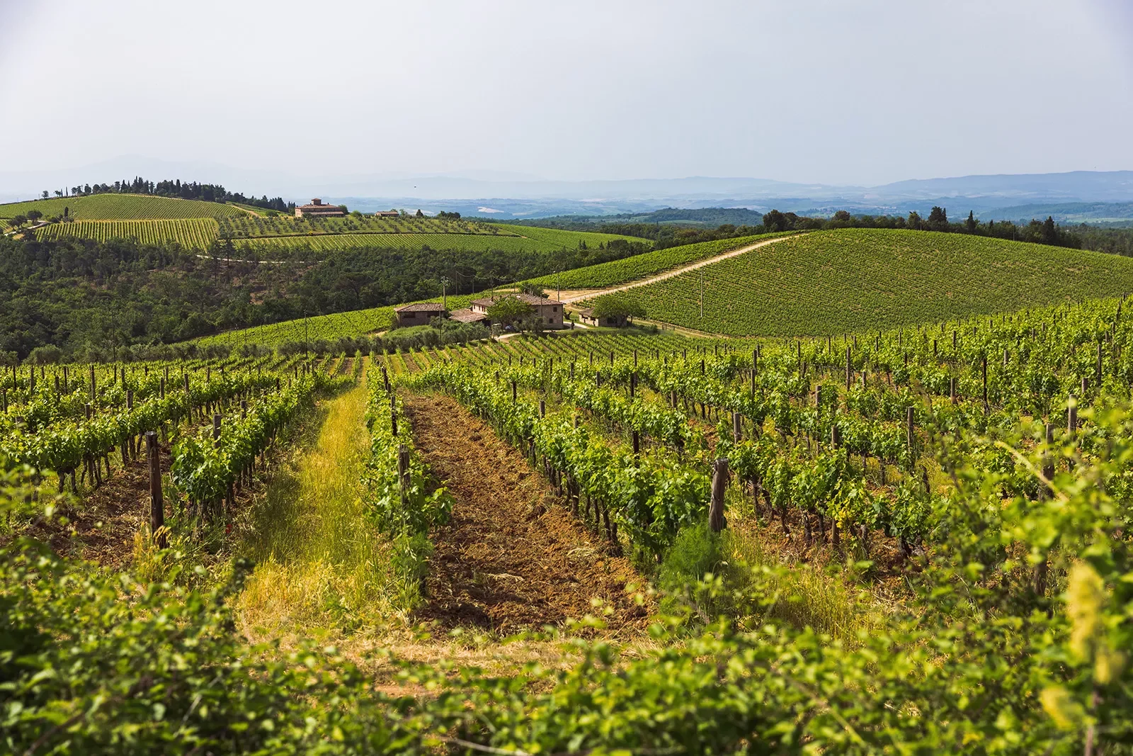 Wide shot of Italian wine country.