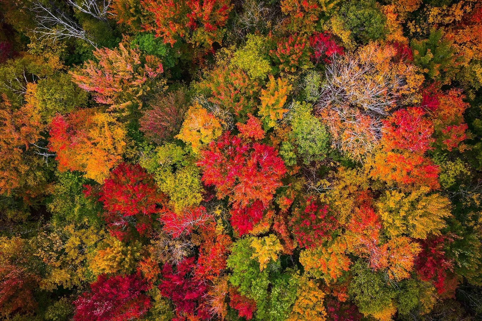 Overhead shot of autumnal, multicolored forest.