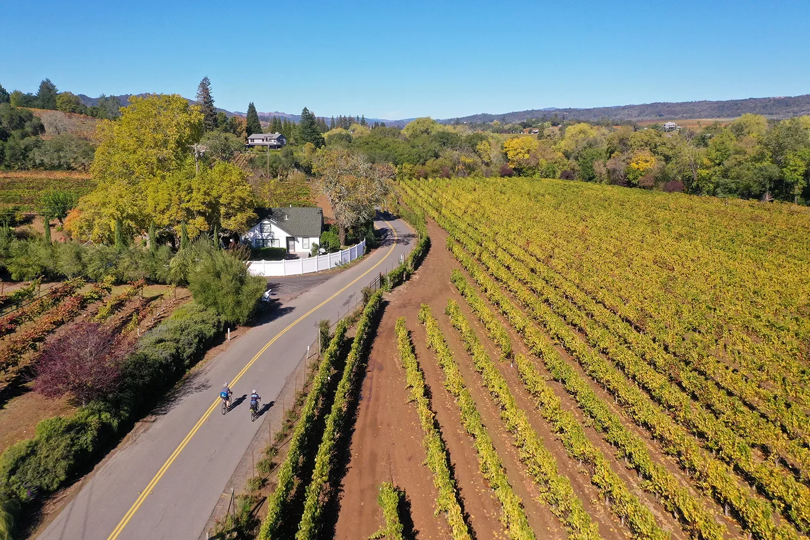 Two guests cycling down vineyard road.