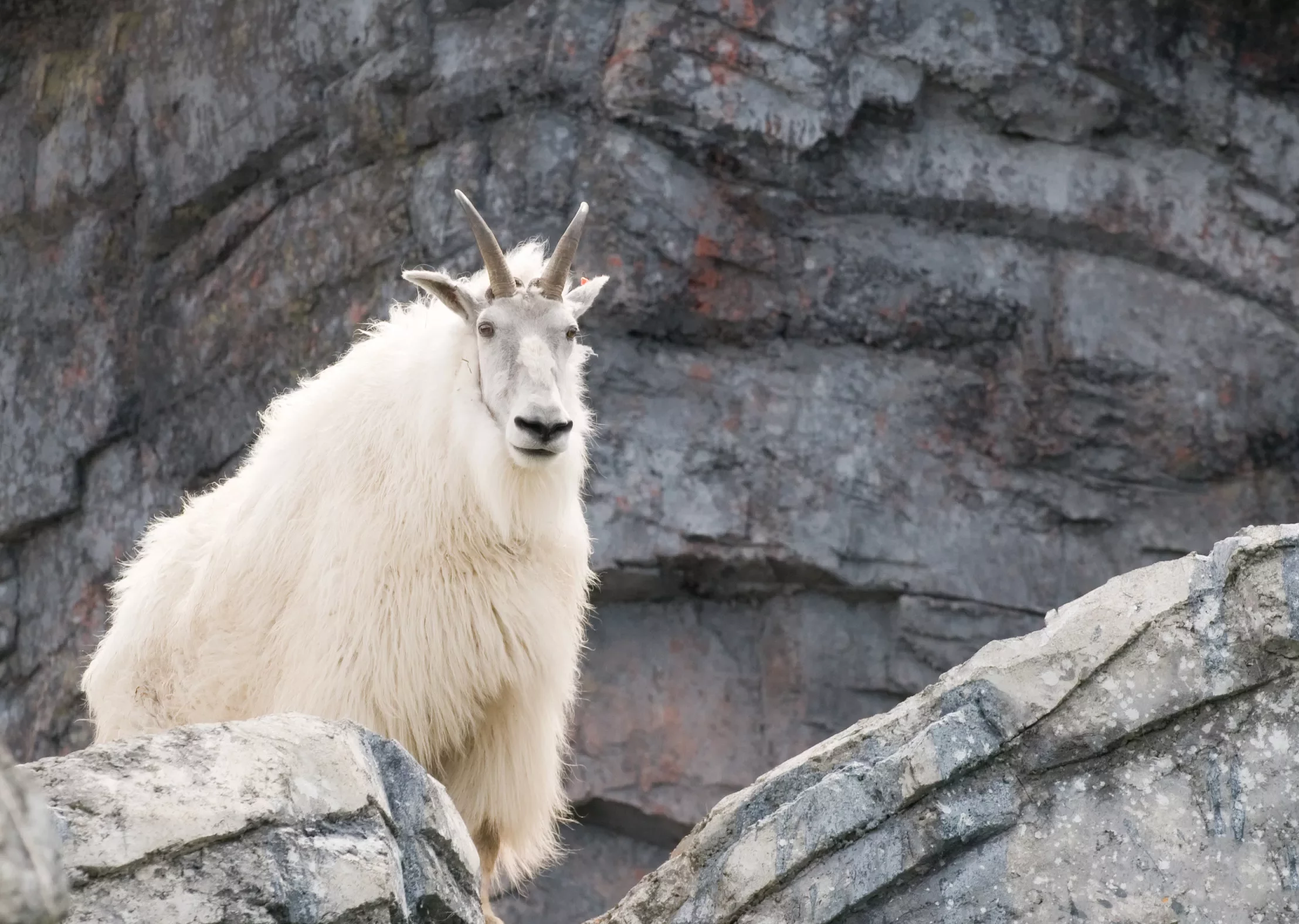 Close-up of Mountain Goat.
