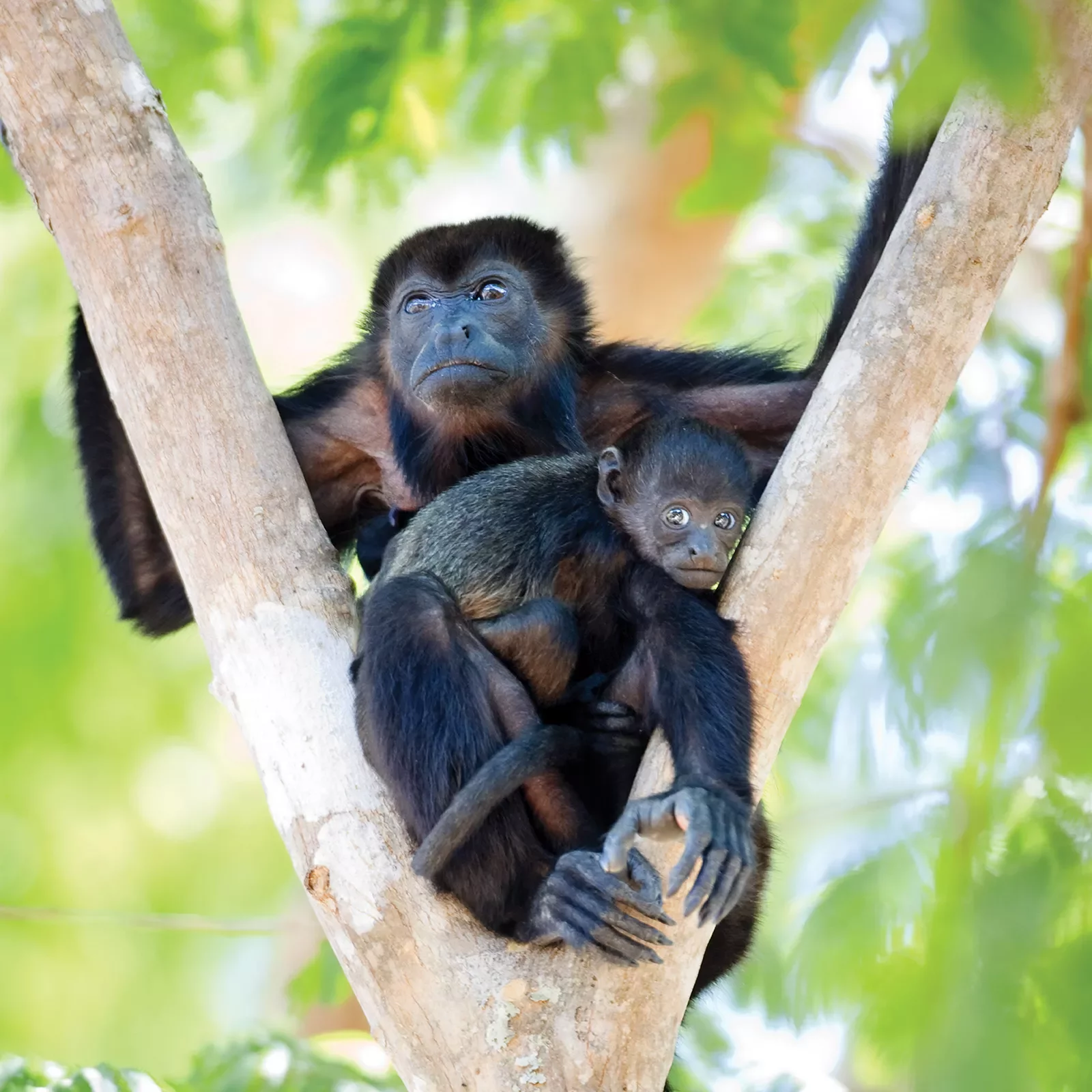 Monkeys in Tree Costa Rica