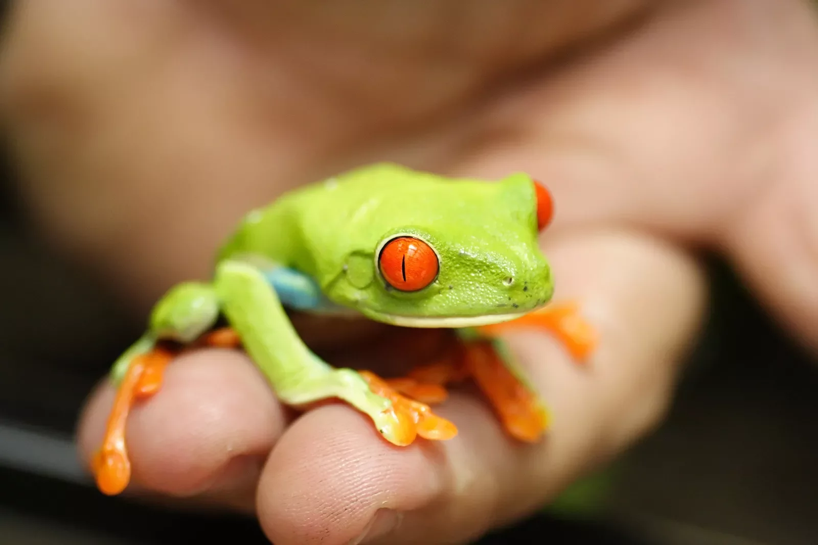 Frog in Guest's Hand