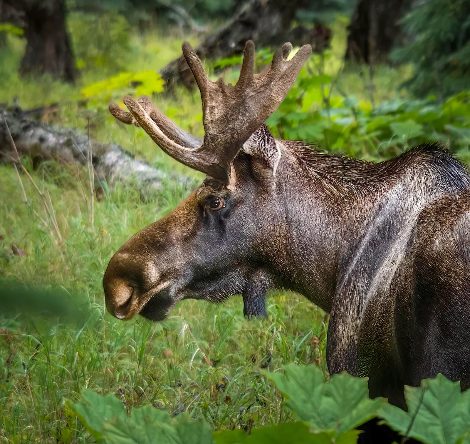 Closeup of wild moose and forest landscape.