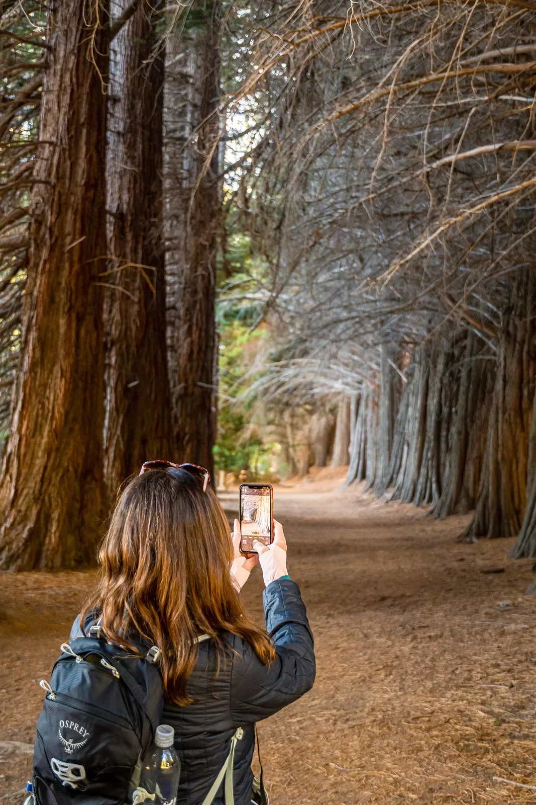 Guest taking photo of redwood grove.