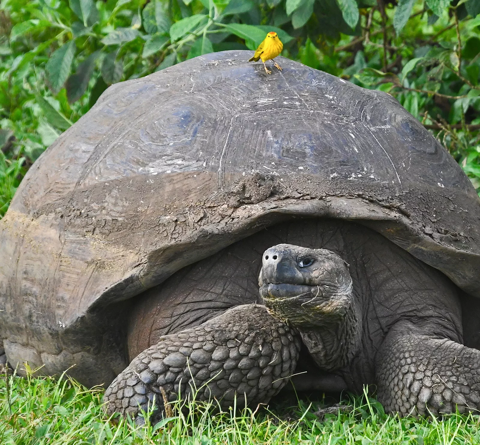 Giant Tortoise Ecuador
