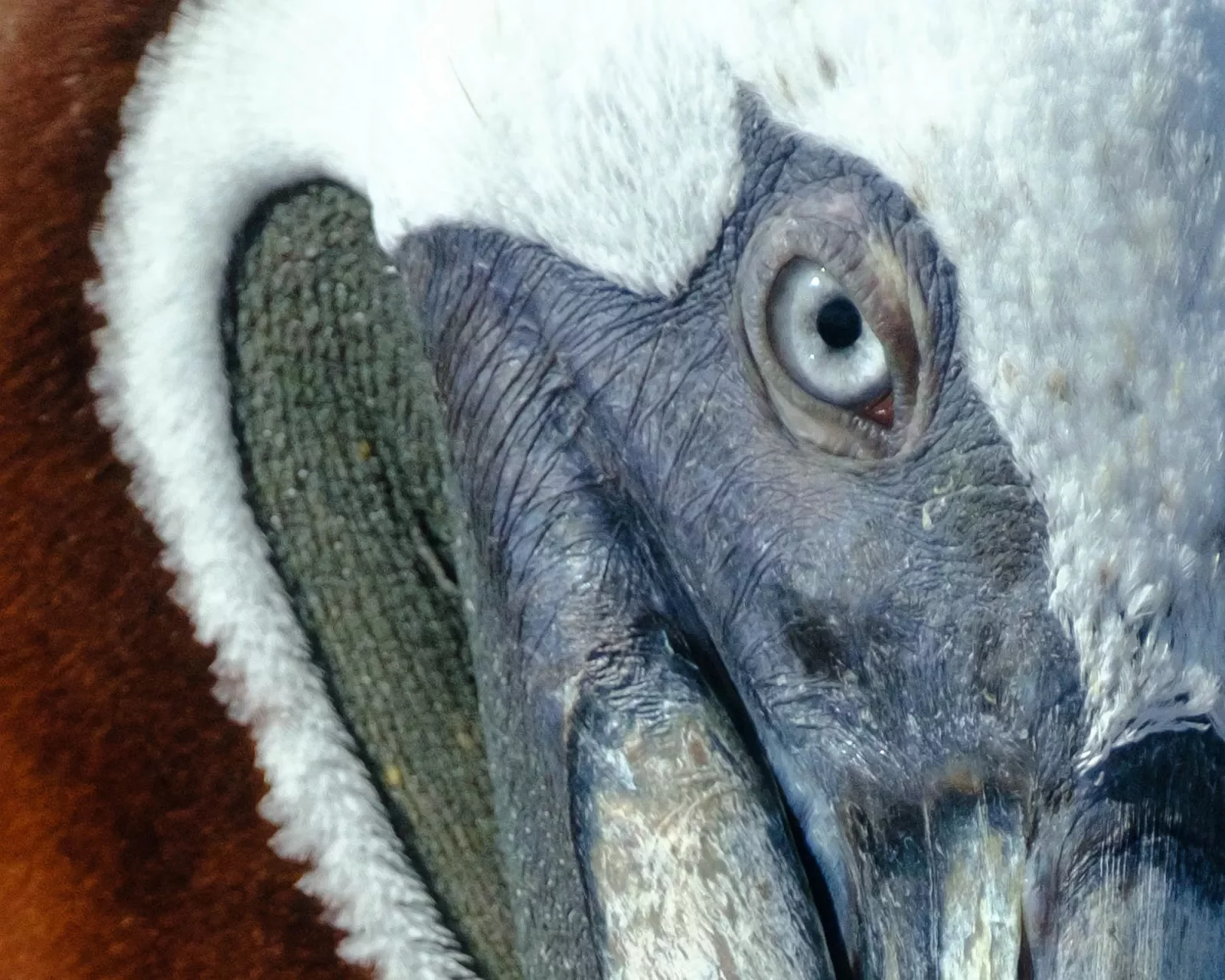 Pelican Ecuador