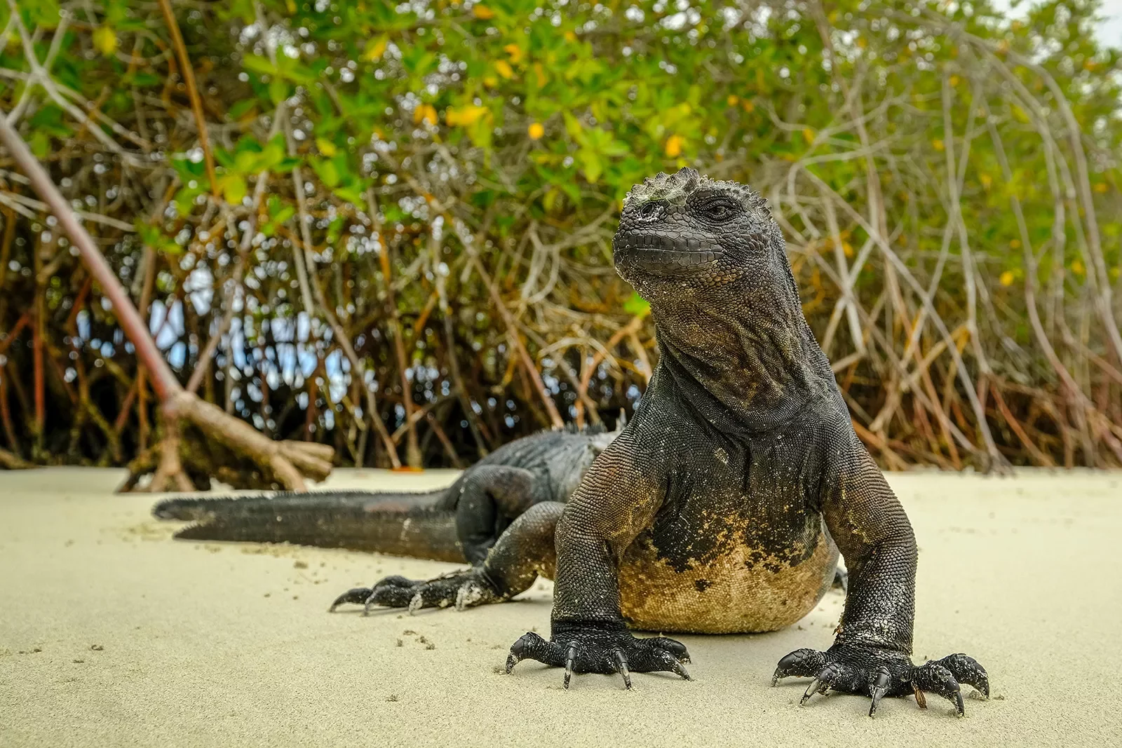 Land Iguana Galapagos