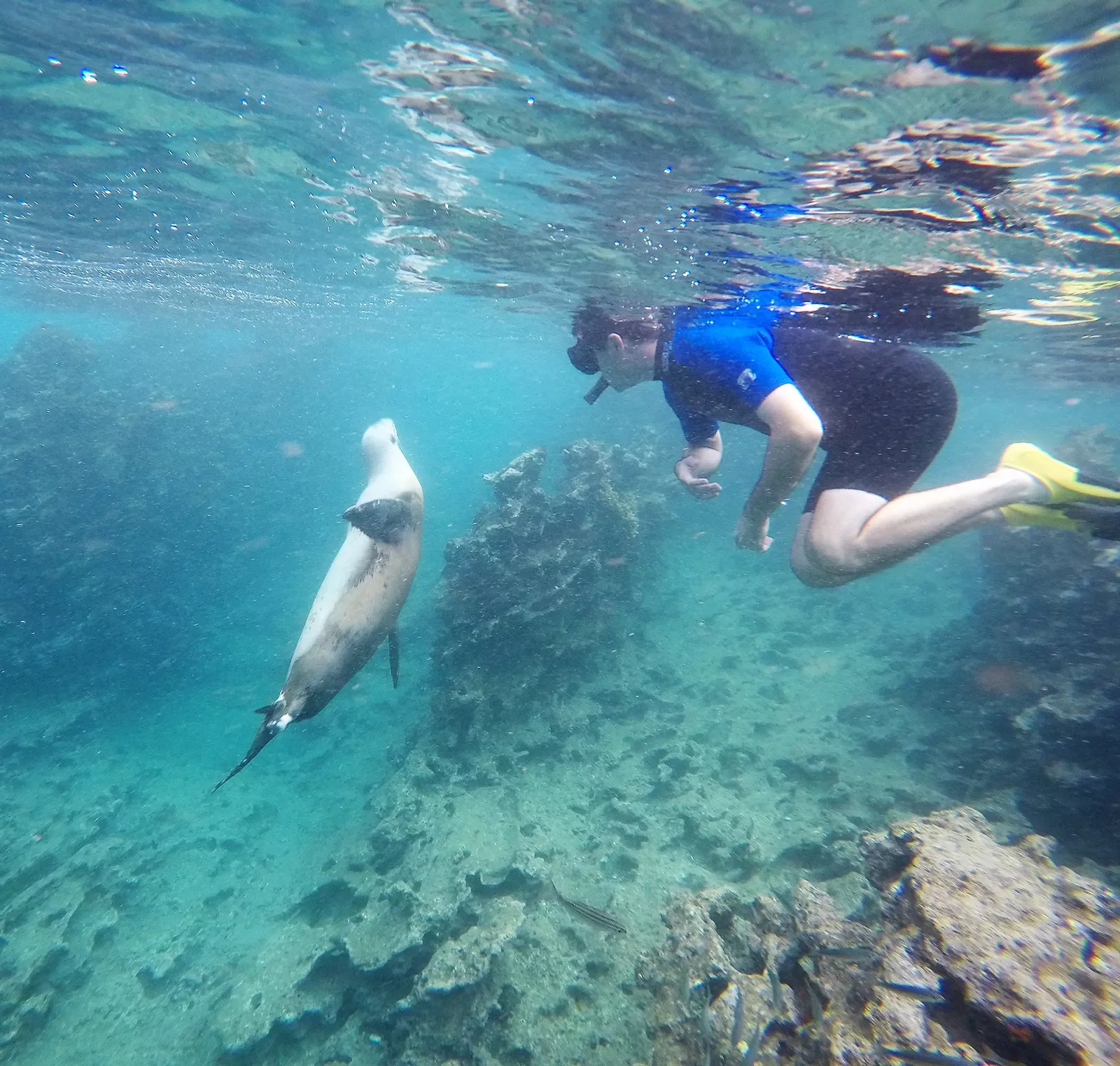 Sea Lion Snorkeler Galapagos
