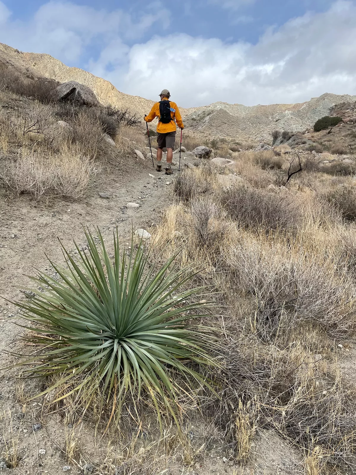 Guest hiking among arid terrain, desert plant in foreground.