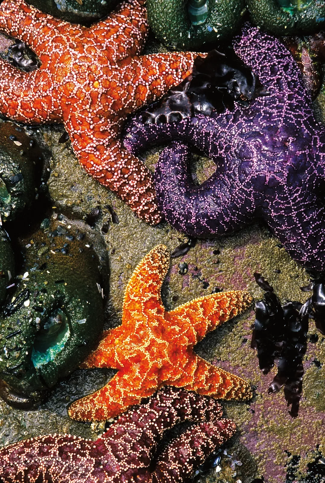 Close-up of orange and purple starfish.