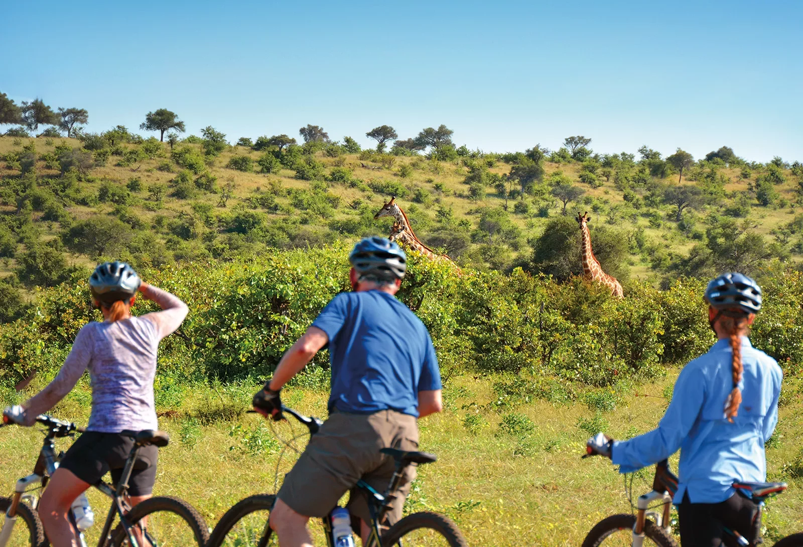 Cyclists stopped by side of road to watch giraffes in the distance