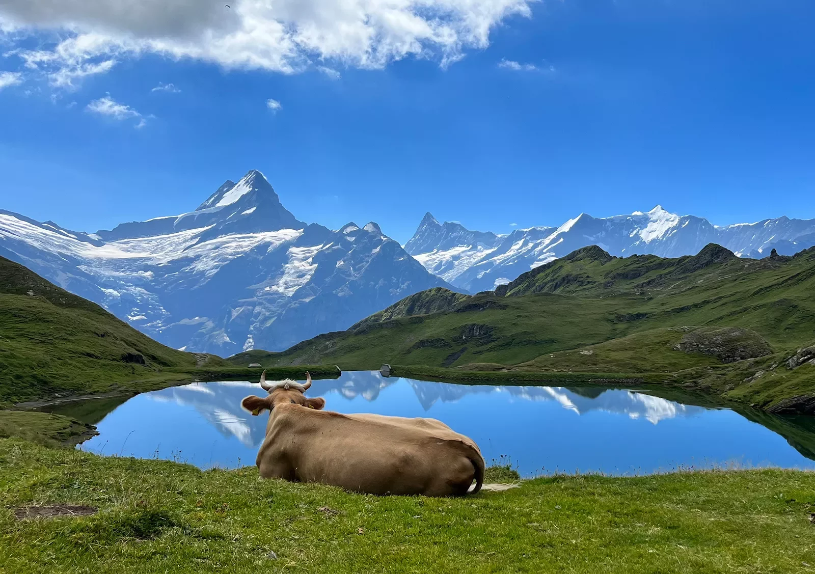 Wide shot of lake, bull in foreground, overlooking mountain.