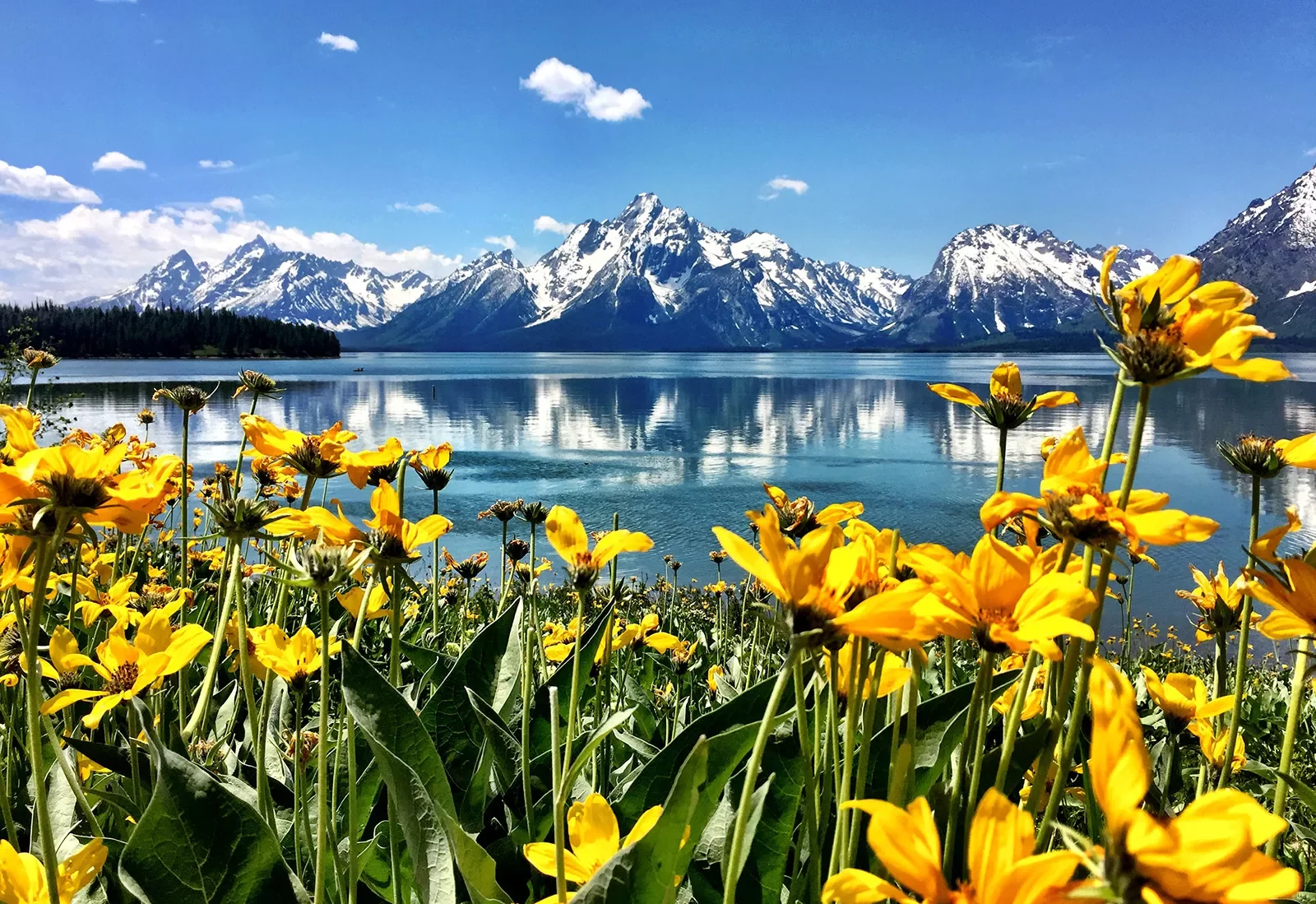 Yellow wild flowers, crystal blue water, and rocky mountains