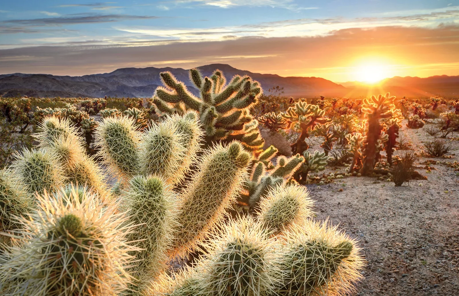Field of cactus plants, sunset in background.