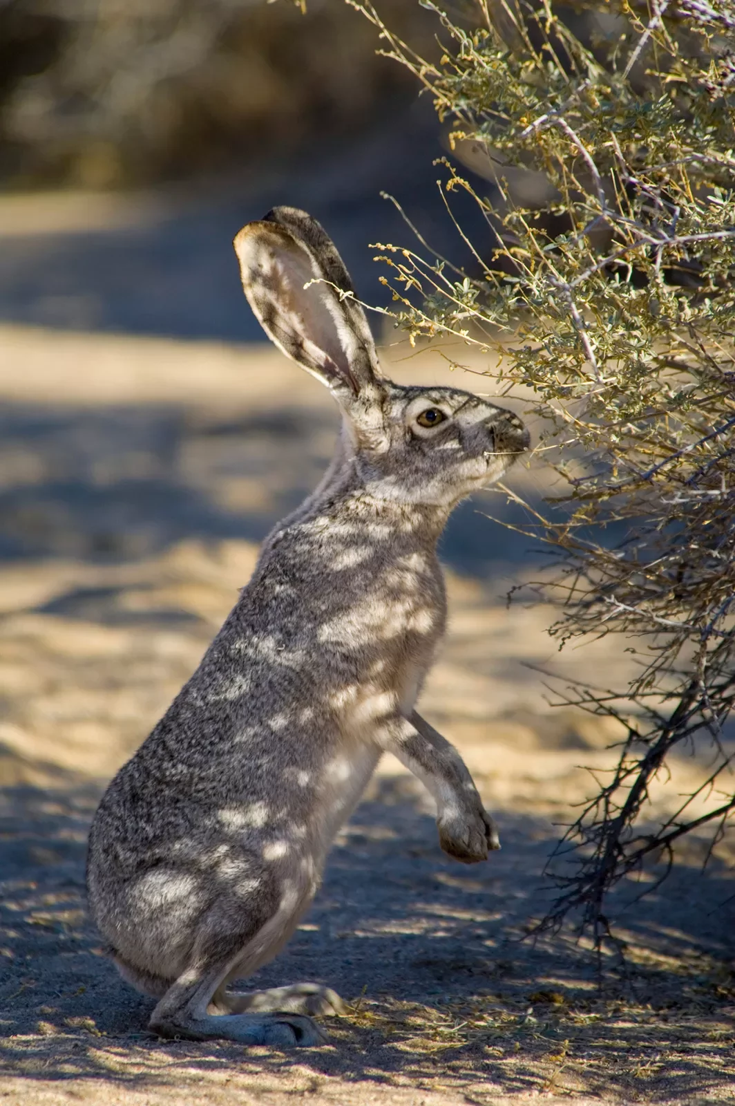 Grey desert hare nibbling on bush.