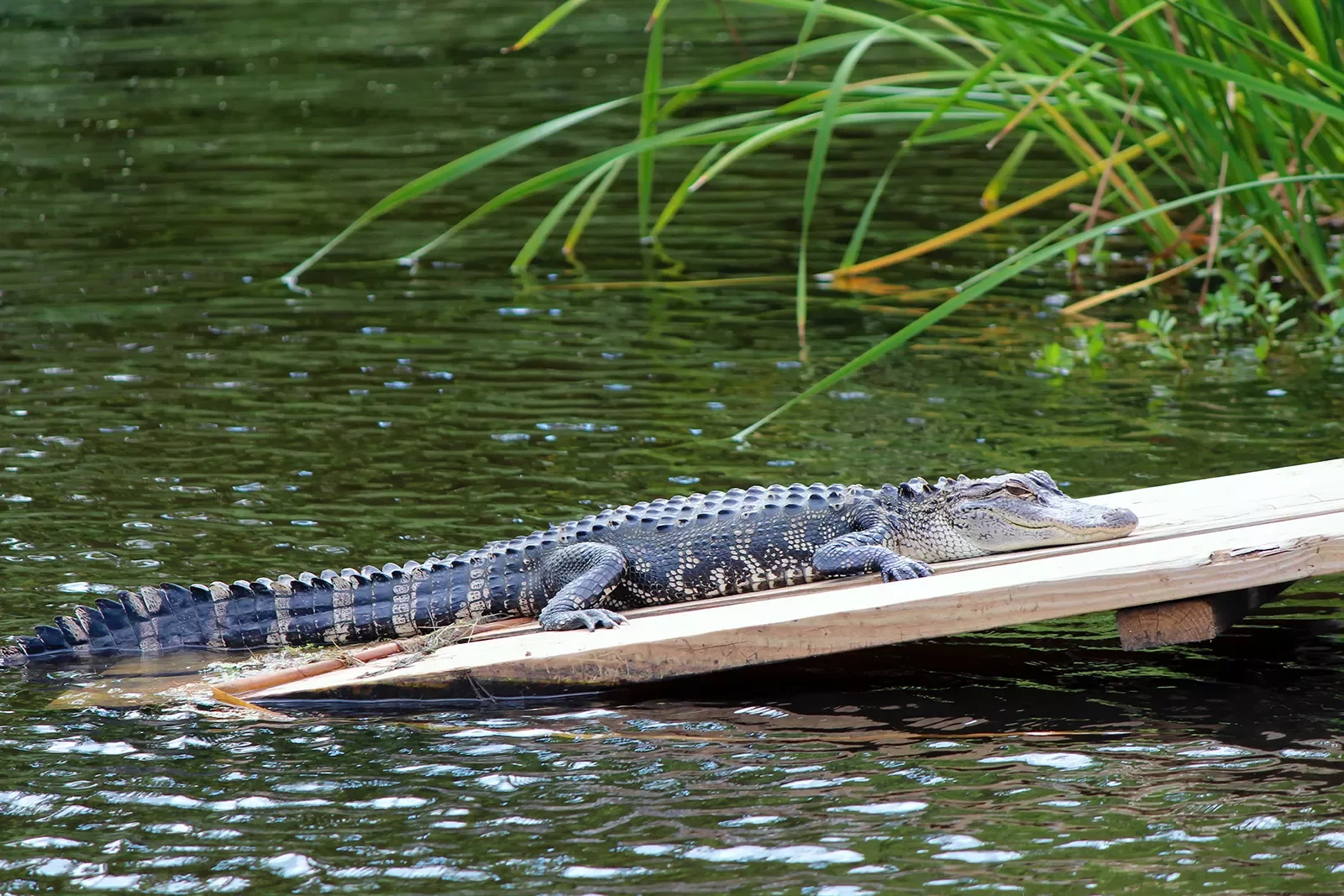 Close-up of alligator on small wooden deck.