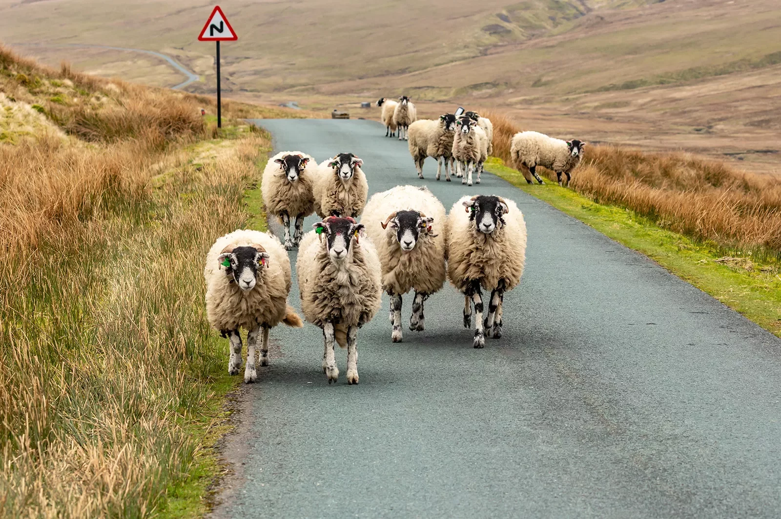 Sheep Herd Road Scotland