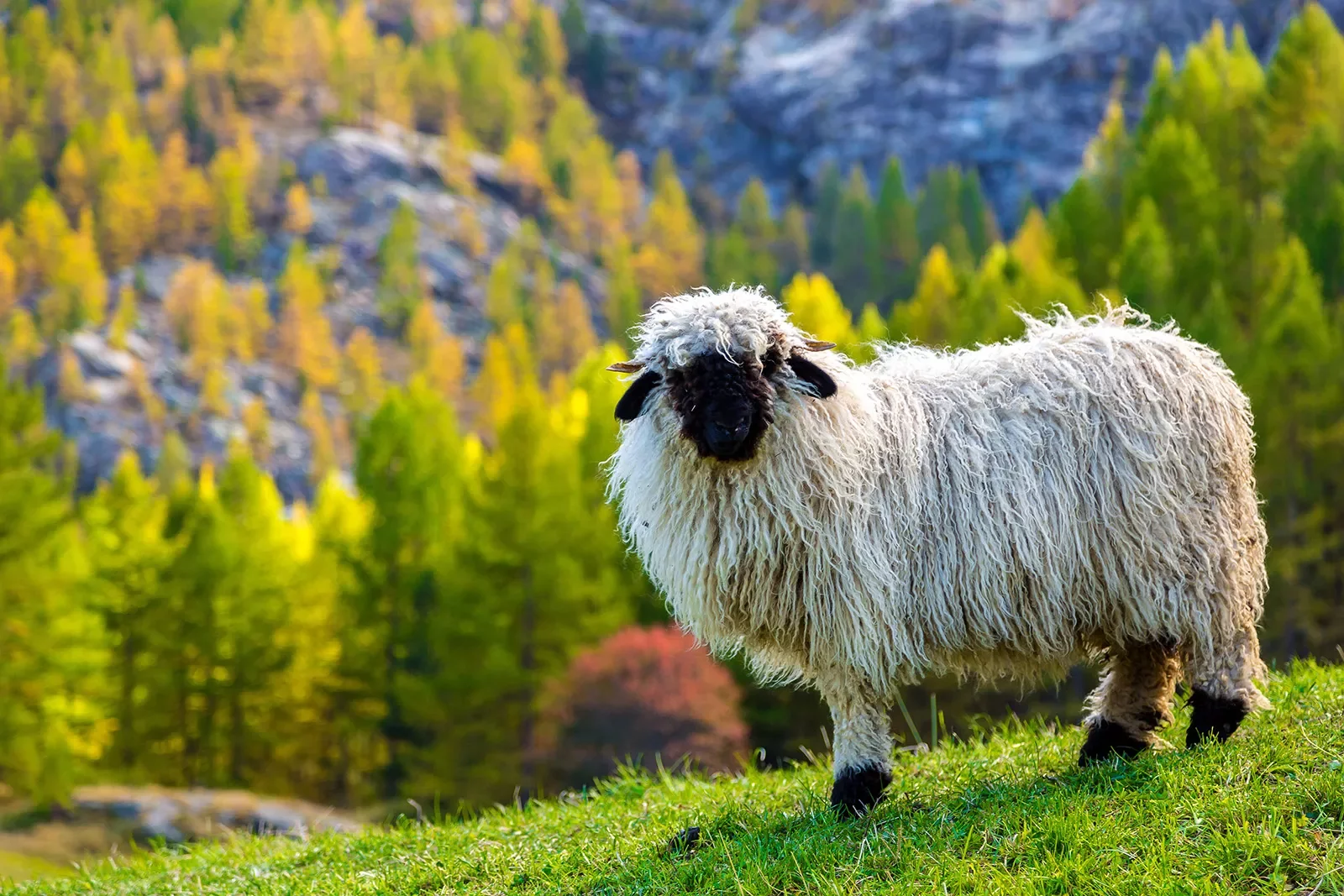 Long haired sheep standing on a green grassy hill