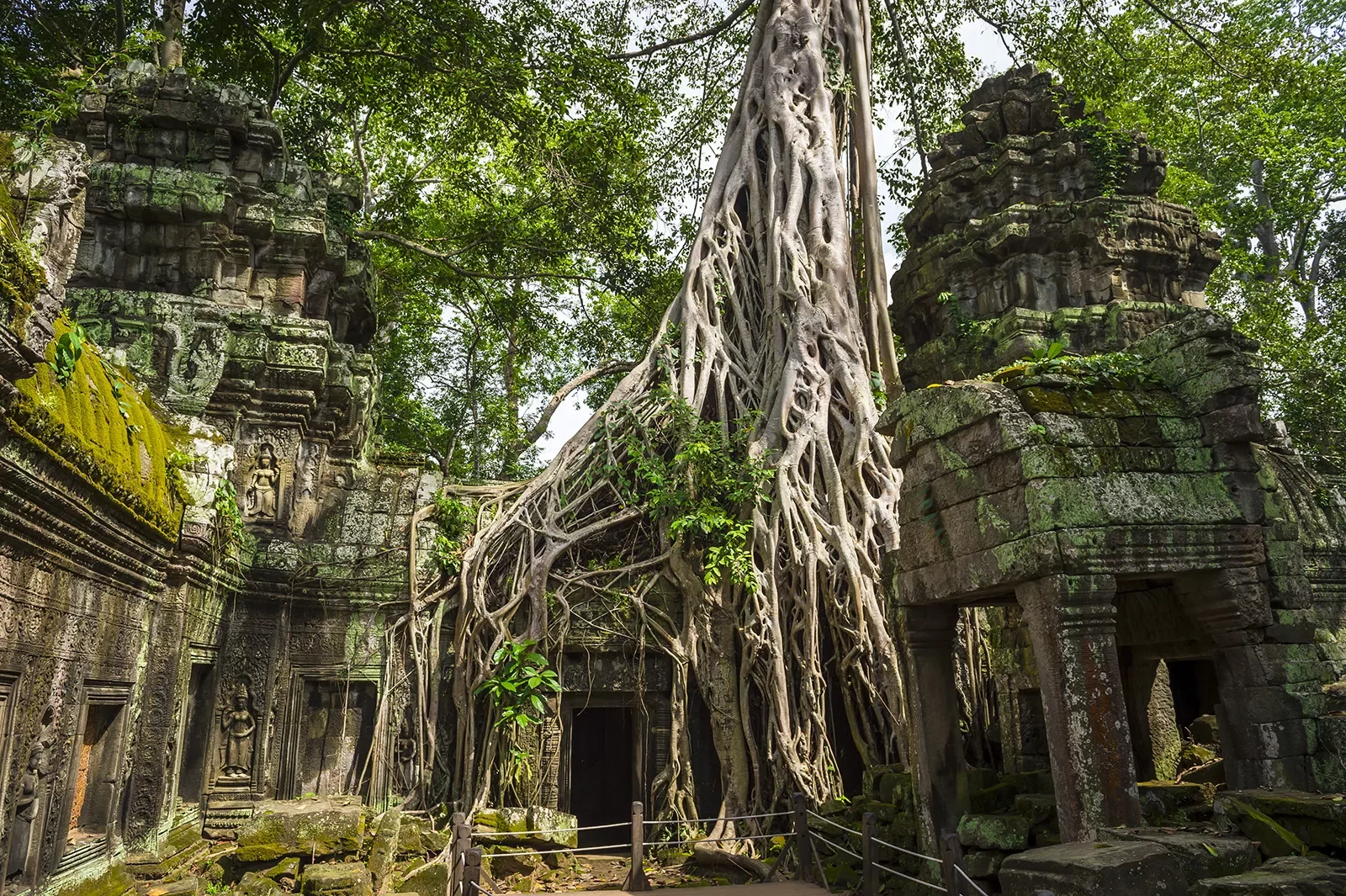 Ground shot of interior of Ta Prohm Temple, overgrowth covering it.