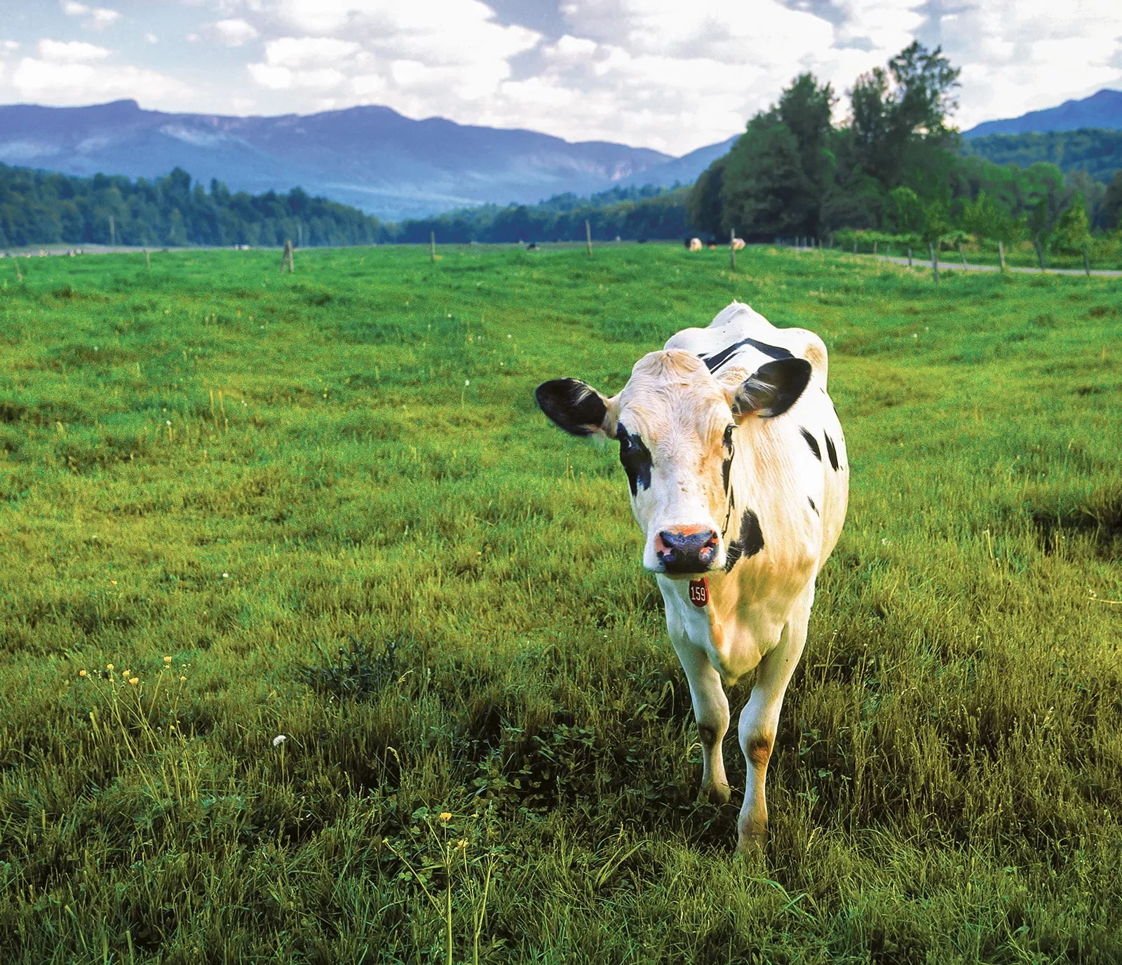 Shot of large field, cow looking at camera.
