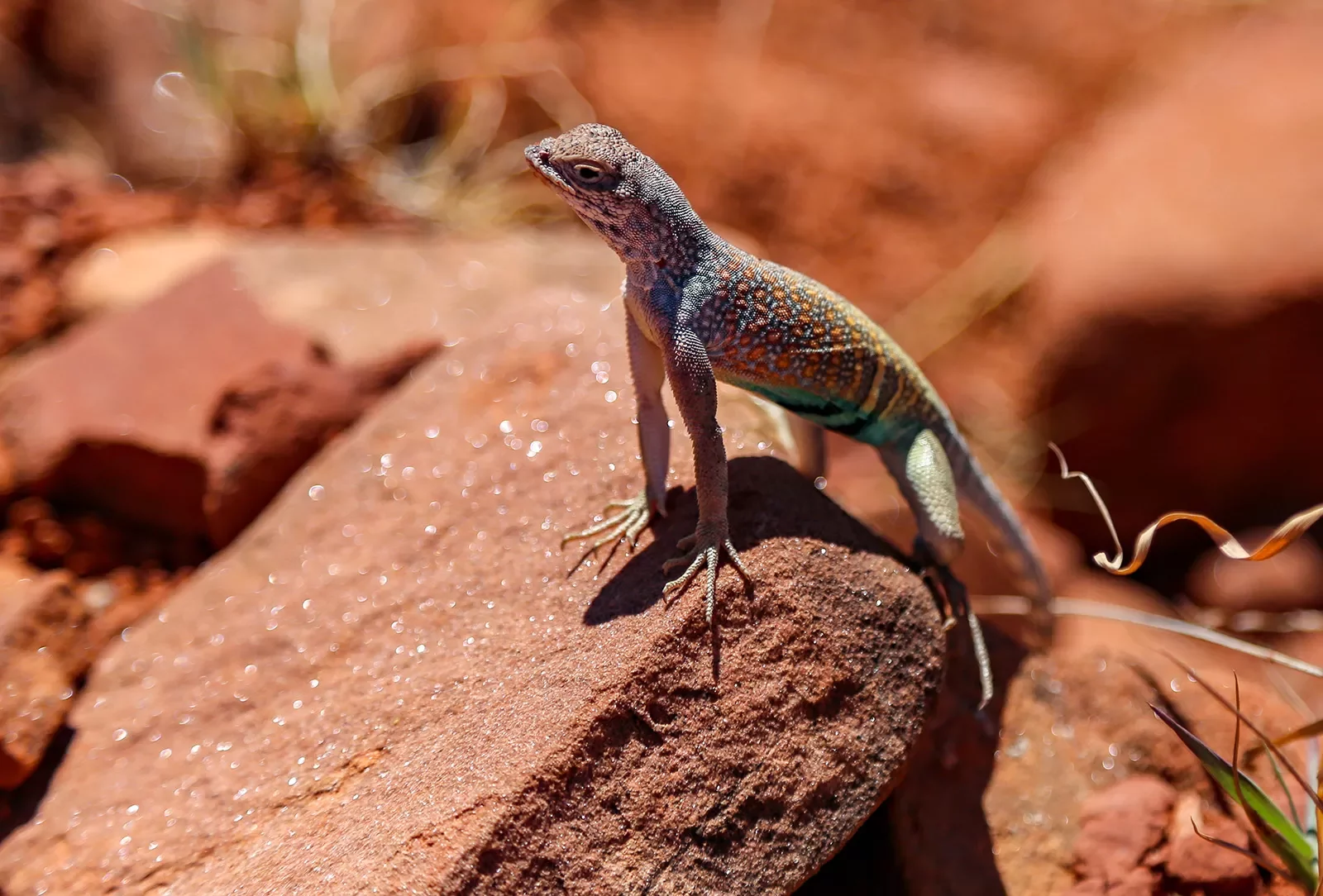 Gecko in AZ