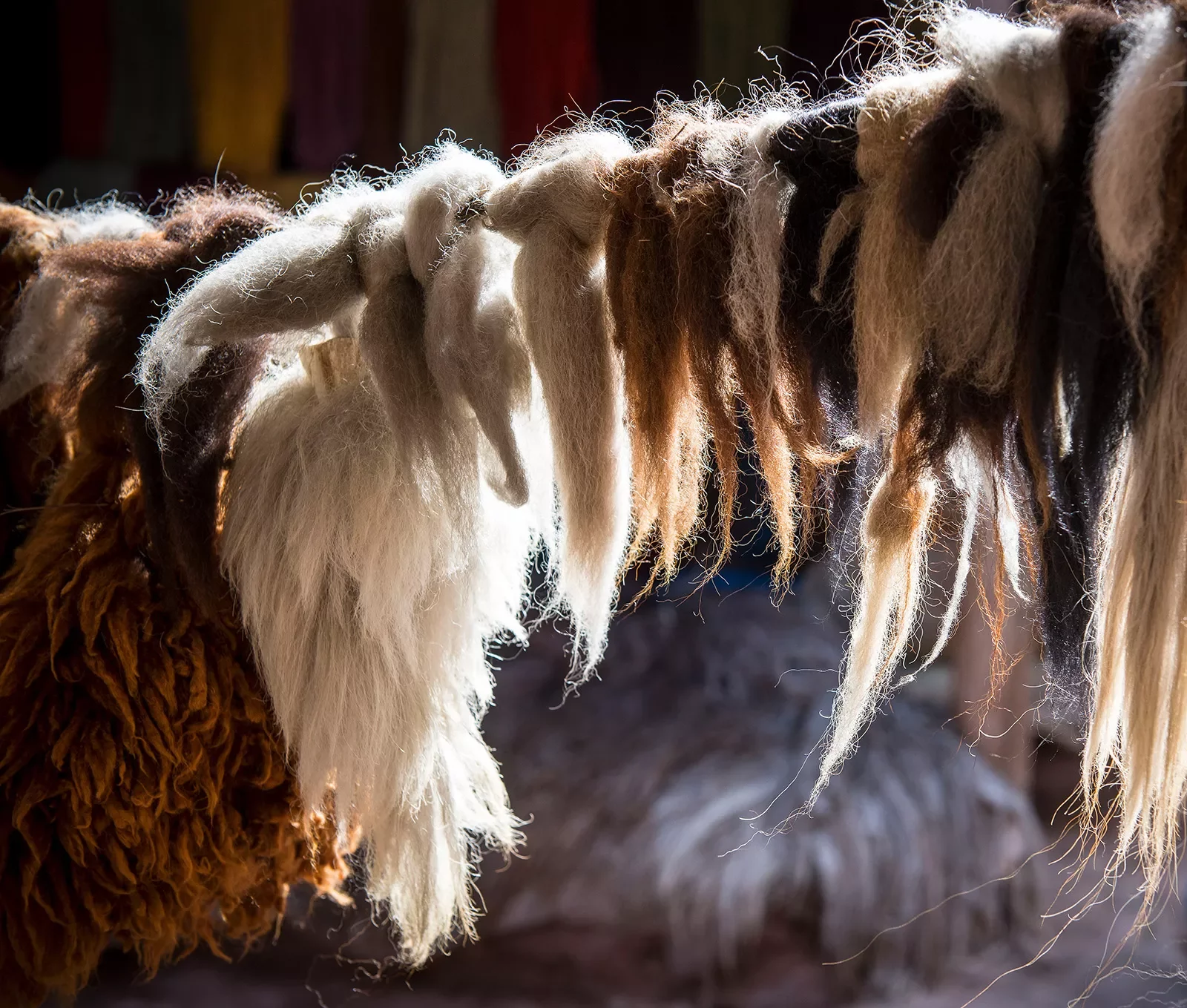 Close-up of drying bundles of fur.
