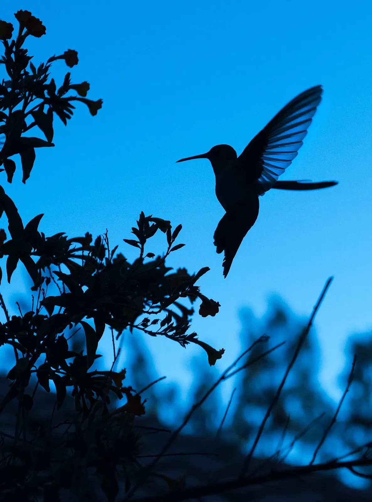 Nighttime photo of a hummingbird flying to treebranch.