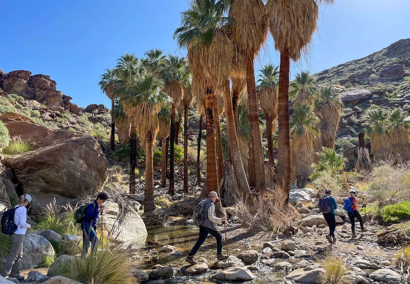Guests hiking on desert trail, palms in background.