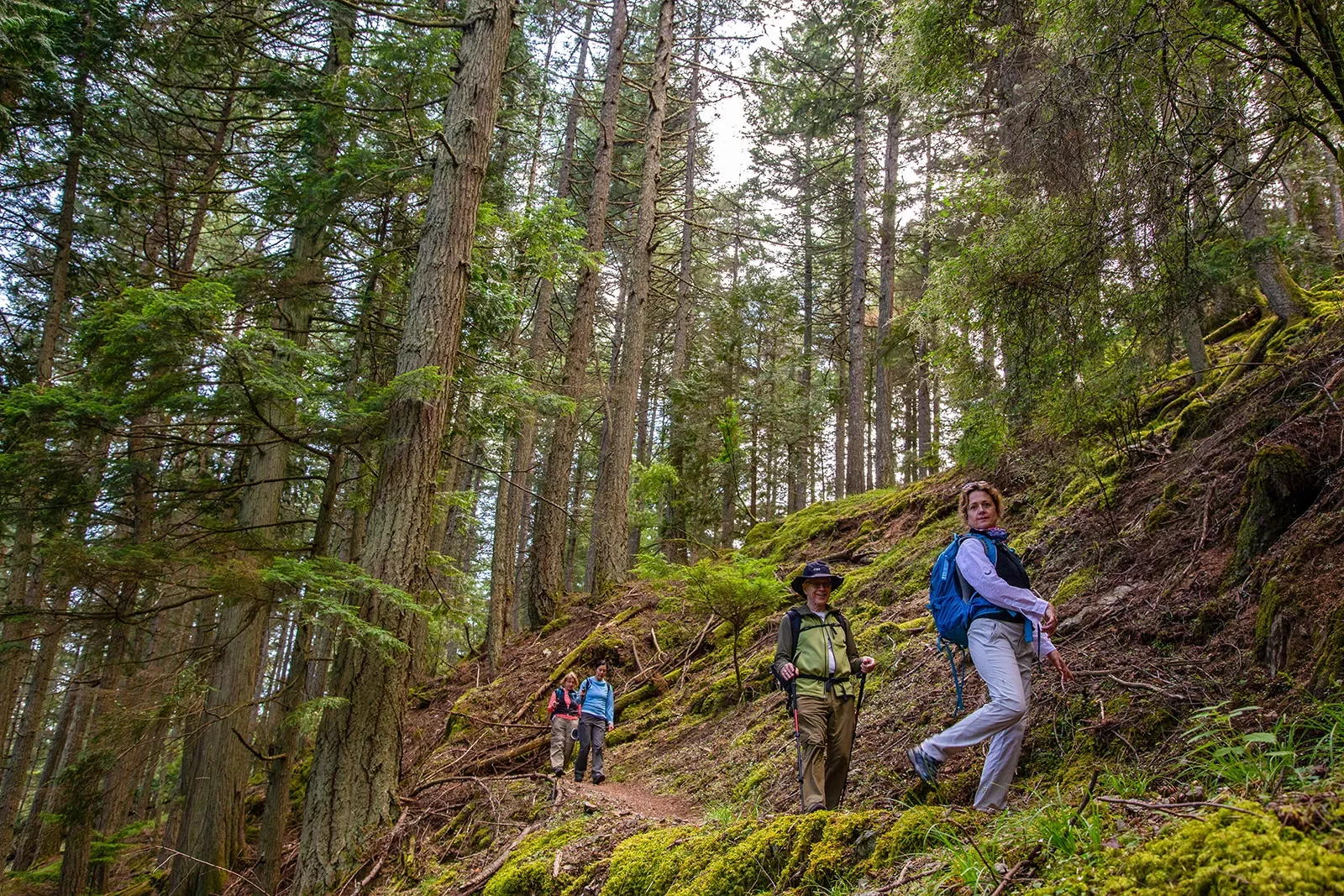 Hikers on a hill trail among tall trees
