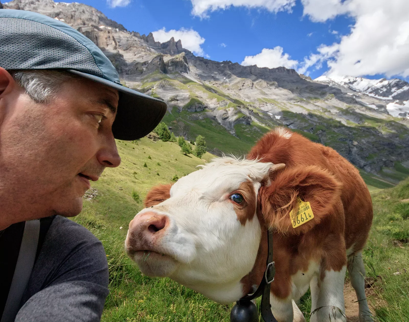 Guest face-to-face with cow, mountains behind them.