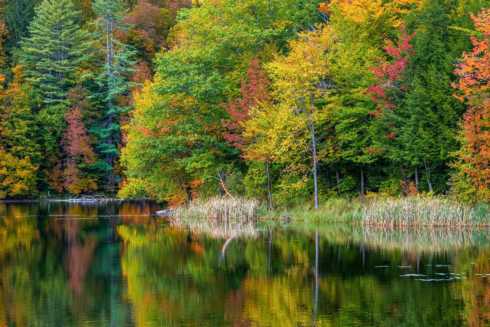 Shot of reflective lake, fall colored trees.