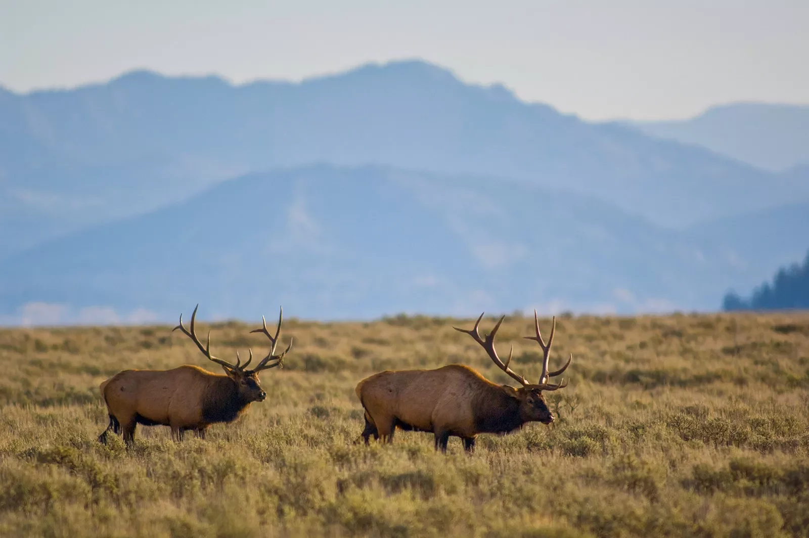 Large elk traversing through golden fields