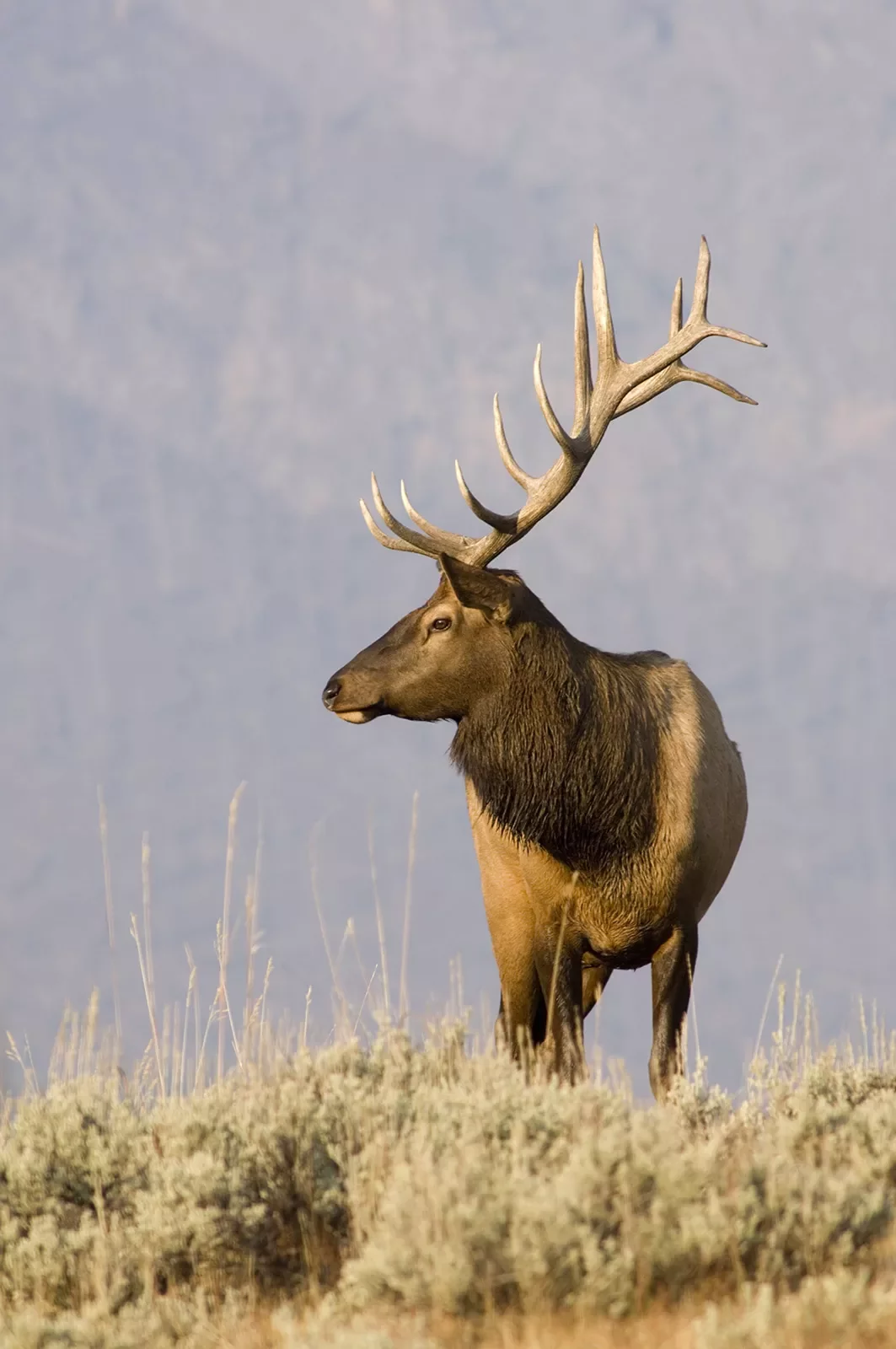 Large elk looking out as he continues to traverse landscape