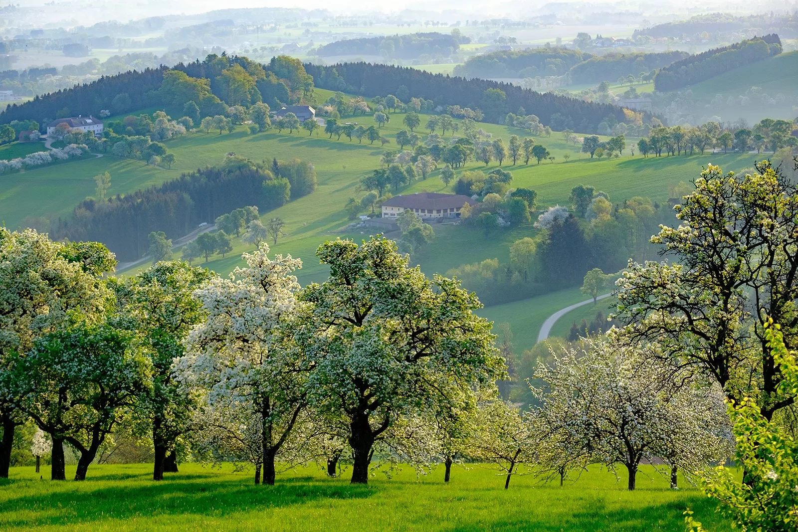 Forest landscape in Mostviertel, lower Austria.