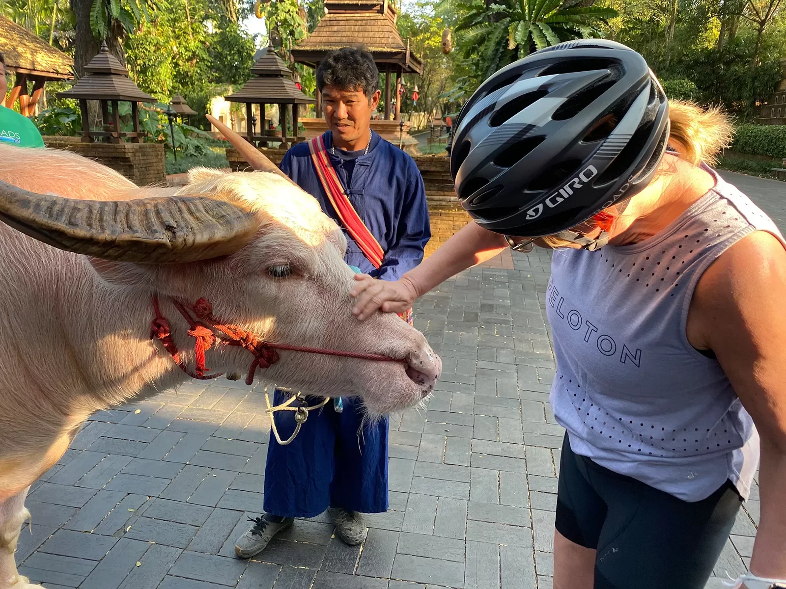 Woman in bike helmet petting animal