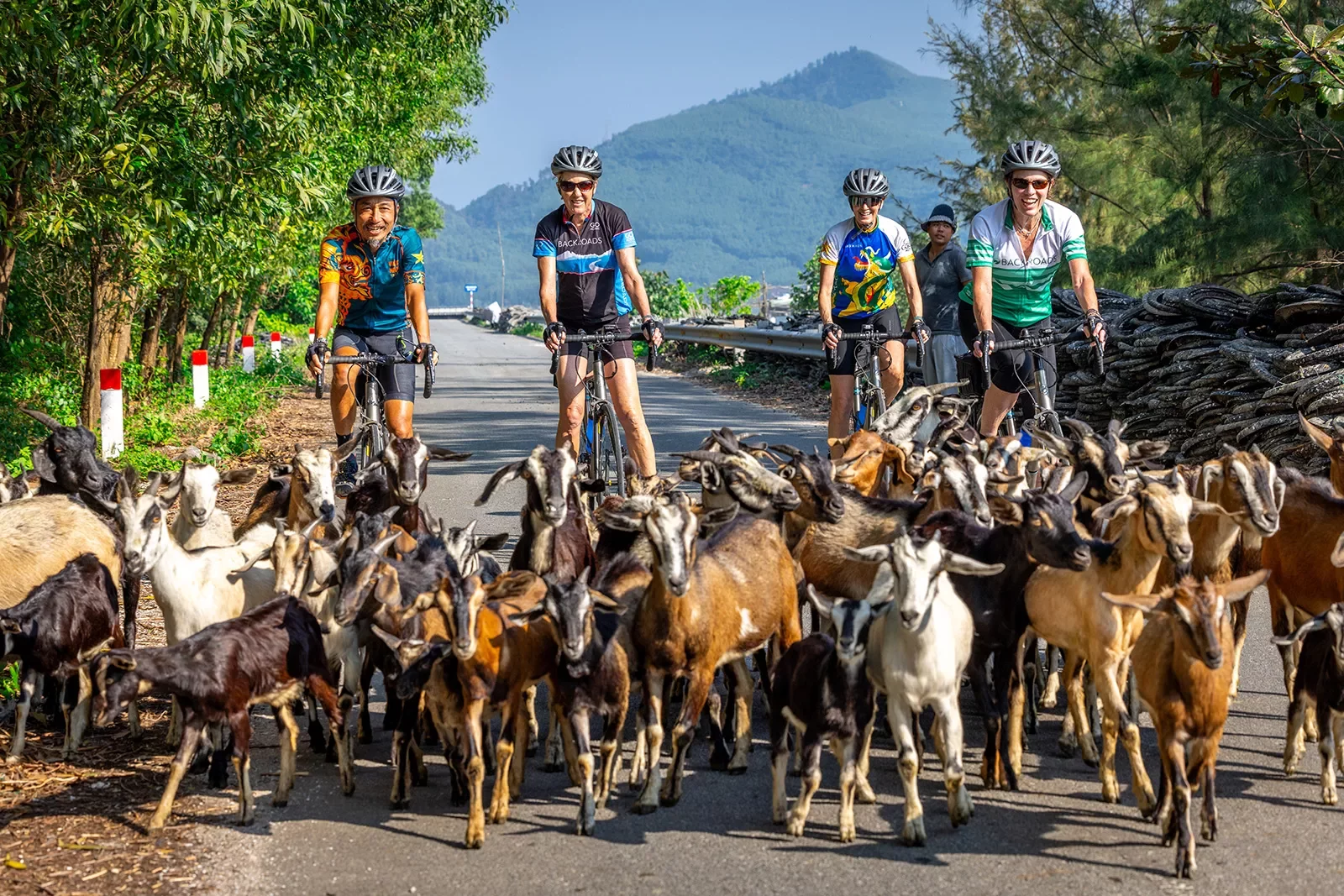 a group of cyclists get stuck behind a herd of goats
