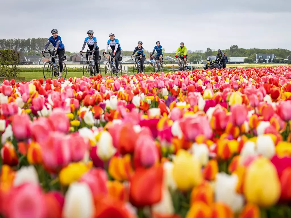 Guests biking towards camera + past tulip field