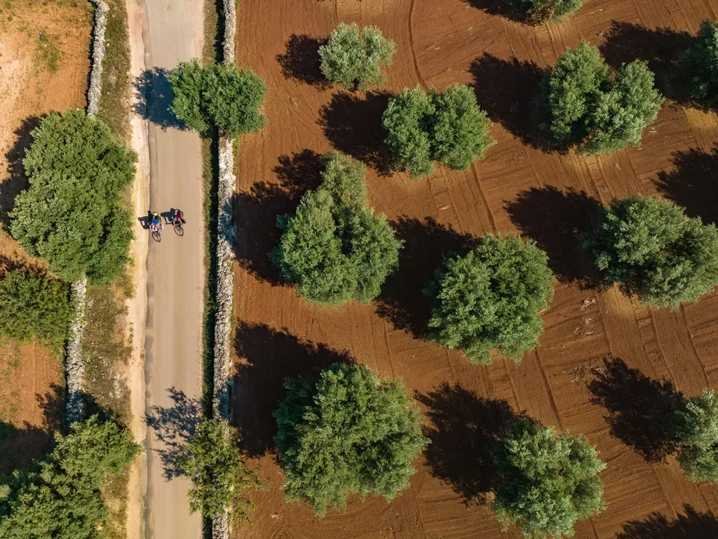 Aerial shot of guests cycling down farm road, freshly tilled and watered trees on their left.