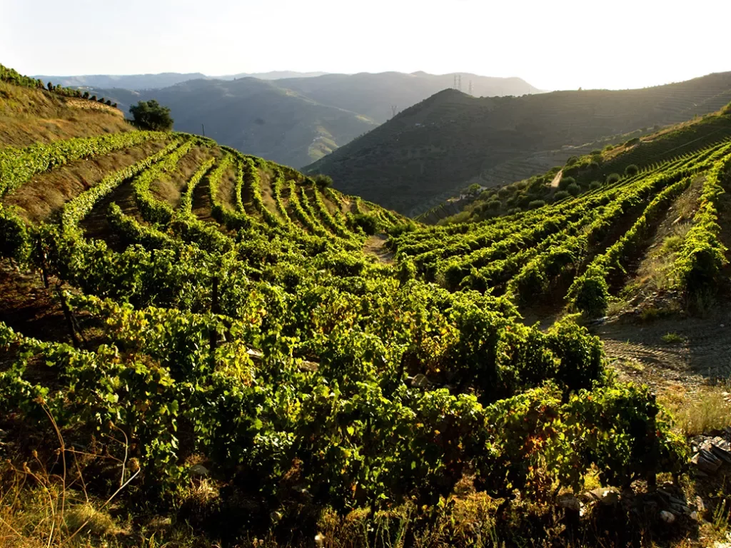 Wide shot of curved vineyard.